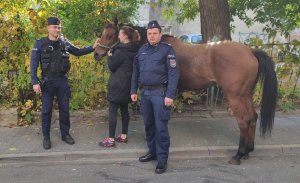 policjanci pilnują konia