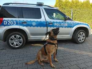 policyjny pies