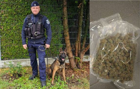 Kolaż zdjęć na których widać przewodnika z psem oraz odnalezione narkotyki.
