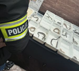 policjant i w tle chronione zwierzeta