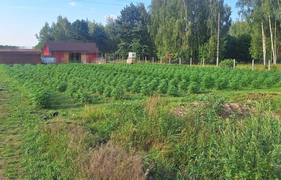 zabezpieczona plantacja konopi