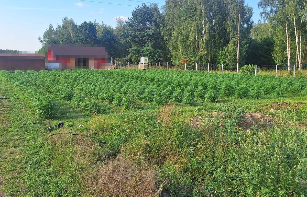Zabezpieczone prawie 1300 roślin konopi i 4 kg suszu marihuany. 38-latek został tymczasowo aresztowany